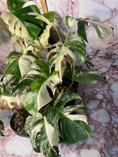 Extra white variegated for sale  Mechanicsville