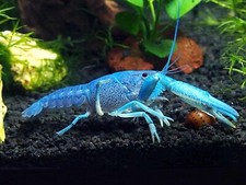 Electric blue claw for sale  Haslet