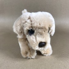 Golden retriever dog for sale  CAERPHILLY