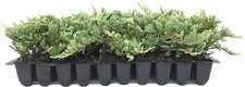 juniper ground cover for sale juniper ground cover for sale Brentwood
