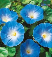 Morning glory heavenly for sale  SALE