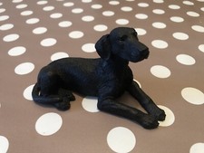 Castagna black labrador for sale  BARNSTAPLE