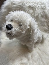 Pelúcia rara para cachorros Melissa & Doug Bichon realista cabelo longo comprar usado  Enviando para Brazil