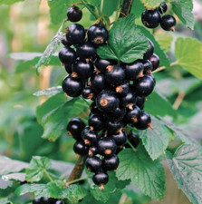 Black currant liter for sale  Lake Zurich