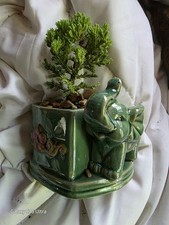Small bonsai tree d'occasion  Expédié en Belgium