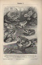 Lithografie 1895 frösche gebraucht kaufen  Leipzig