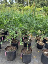 Pink finger lime for sale  Tampa