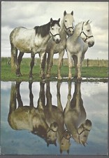 Horses camargue postcard for sale  Reno
