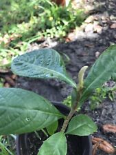 Japanese plum loquat for sale  Riverview