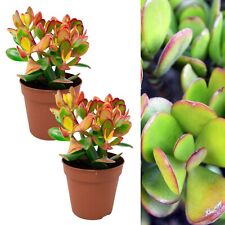 cactus crassula for sale cactus crassula for sale GLASGOW