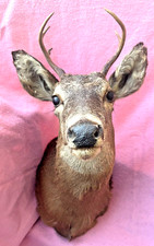 White deer head for sale  Middle Village