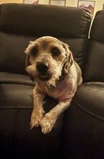 Pomeranian yorkie mix for sale  Modesto