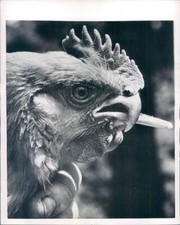 1954 press photo for sale  Memphis
