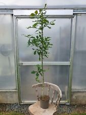 Quercus robur english for sale  NEWRY