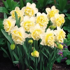Daffodil ice king for sale  GLASGOW
