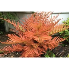 Dryopteris erythrosa rhs for sale  MARCH