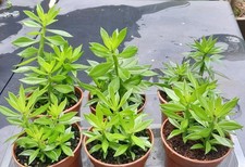 Pereskiopsis spathulata grafti for sale  SKELMERSDALE