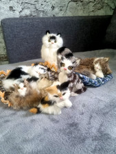 Fell tiere sammlung gebraucht kaufen  Berlin