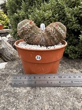 Mammillaria crucigera see for sale  CAMBORNE