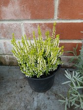 garden lime for sale garden lime for sale SOUTHAMPTON