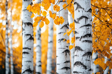 Paper birch tree for sale  Denver