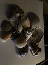 Lot sea shells for sale  Gardendale