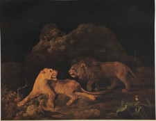 Lioness lions george for sale  UK