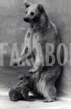 Vintage animali zoo usato  Roma