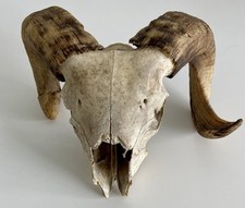 Ram skull horns for sale  New York
