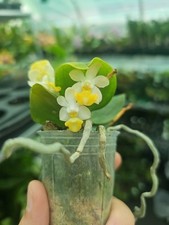 Phalaenopsis lobbii pink for sale  SHREWSBURY