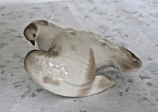 Lomonosov dove pigeon. for sale Lomonosov dove pigeon. for sale  NORWICH