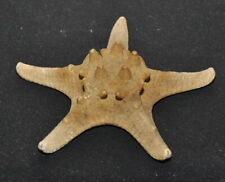 Stella mare marina usato  Casalpusterlengo