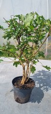 Prebonsai feldahorn acer gebraucht kaufen  Solingen
