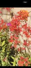 Red purple epidendrum for sale  Oxnard