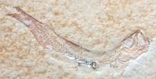 fossile pesce usato fossile pesce usato Piacenza