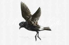 Drawing storm petrel for sale  UK
