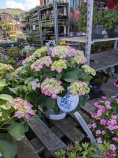 Hanging hydrangea macrophylla for sale  LARGS