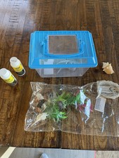 Hermit crab reptile for sale  Rocky Point