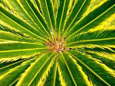 Cycas revoluta aurea usato  Napoli