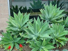 Agave foxtail attenuata for sale  Long Beach