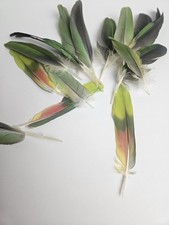 Amazon parrot yellow for sale  Las Cruces