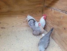 Bantam old english for sale  Clover