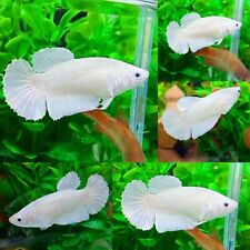 White platinum halfmoon d'occasion  Expédié en Belgium