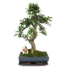 Exotenherz bonsai chinesische gebraucht kaufen  Zweibrücken