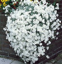 Cerastium plug plants for sale  LONDON