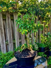 Bonsai mount serissa for sale  Bonita Springs
