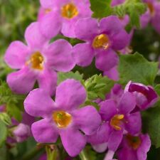 Bacopa pink plug for sale  LONDON