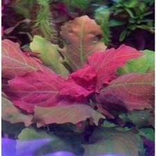 Hygrophila triflora difformis for sale  HOUNSLOW
