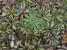 Hens chicks bundle for sale  Ada