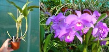 Cattleya skinneri orchidée d'occasion  Fumel